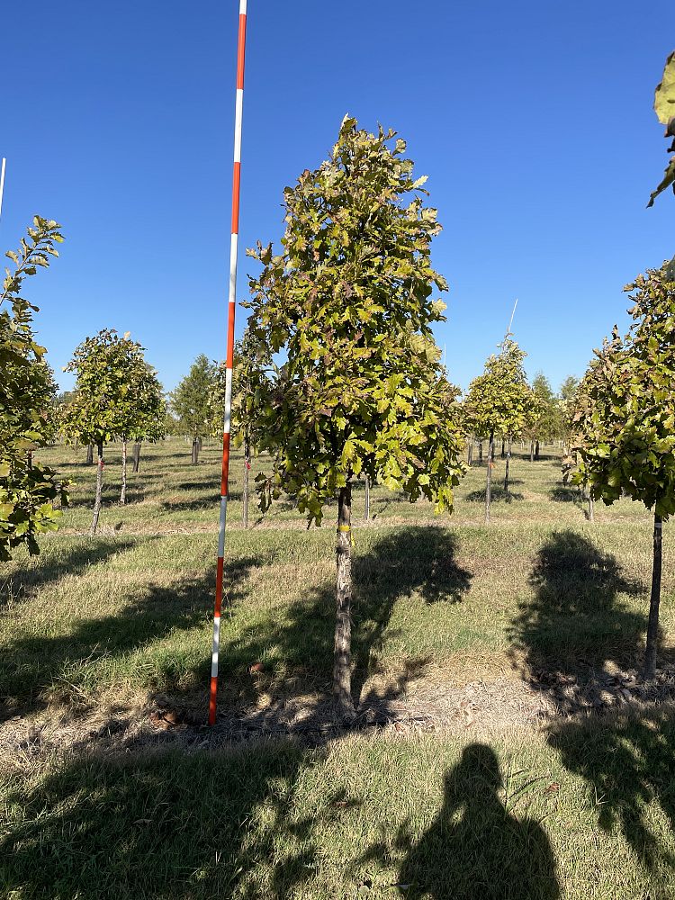 quercus-bicolor-swamp-white-oak