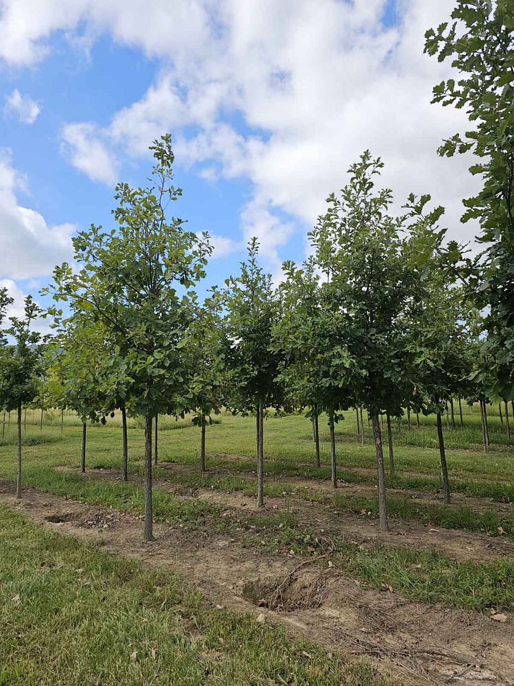 quercus-bicolor-swamp-white-oak