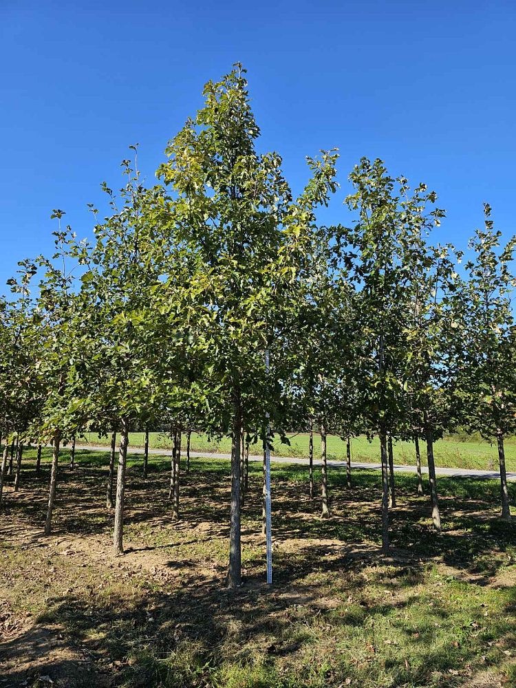 quercus-bicolor-swamp-white-oak