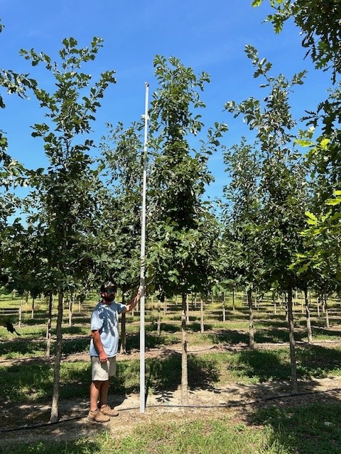 quercus-bicolor-swamp-white-oak