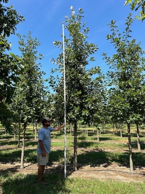 quercus-bicolor-swamp-white-oak