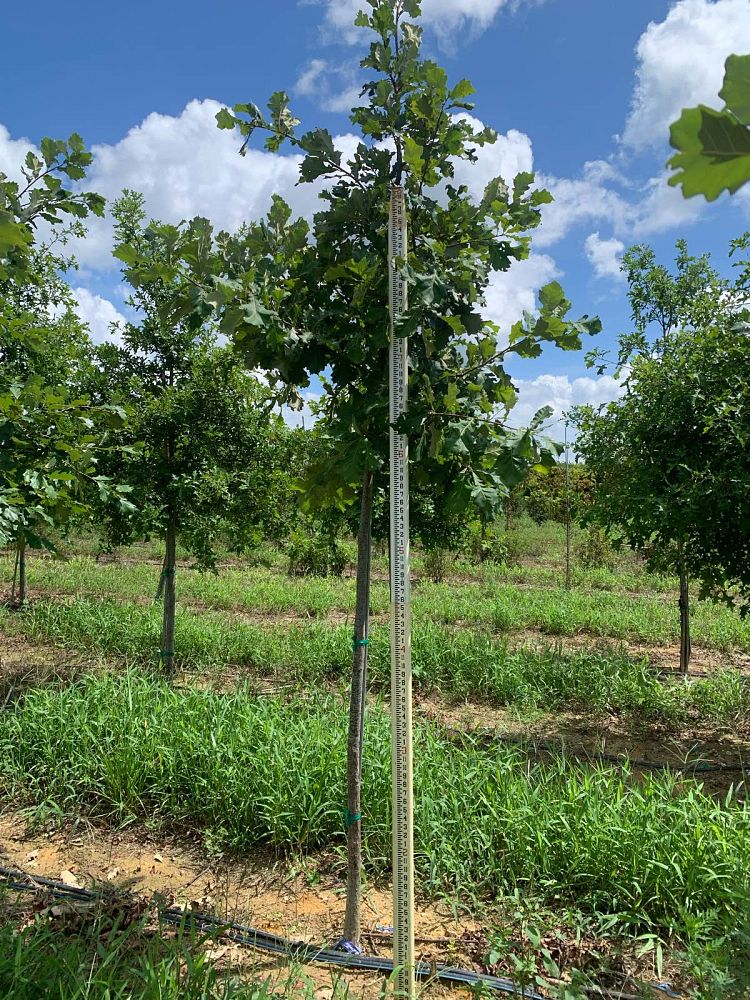 quercus-bicolor-swamp-white-oak