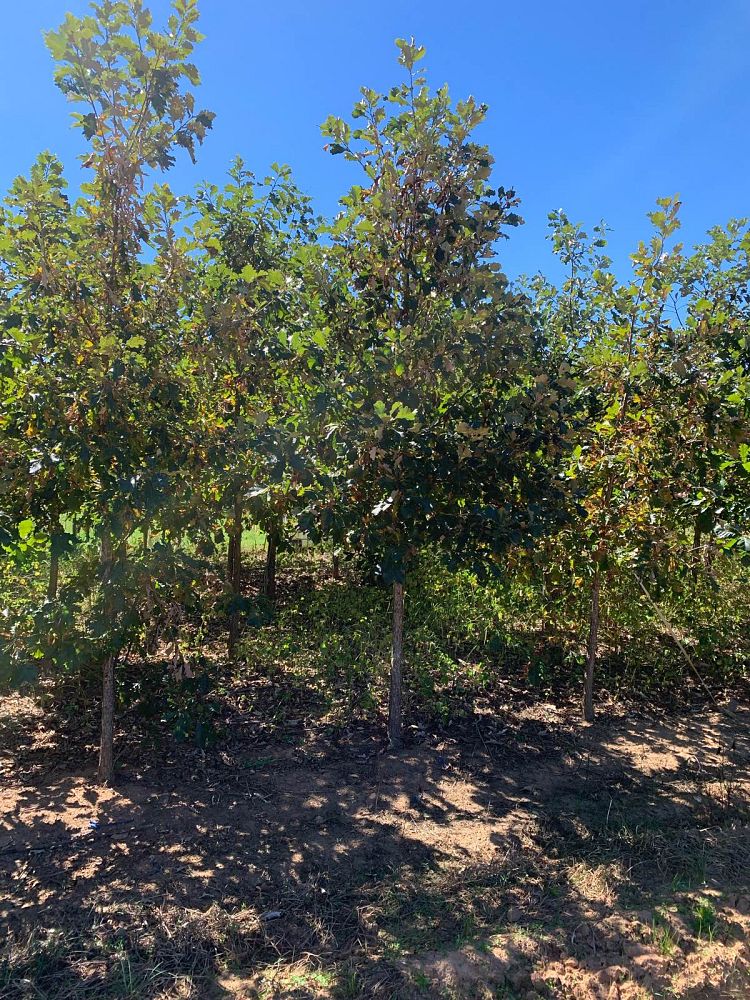 quercus-bicolor-swamp-white-oak