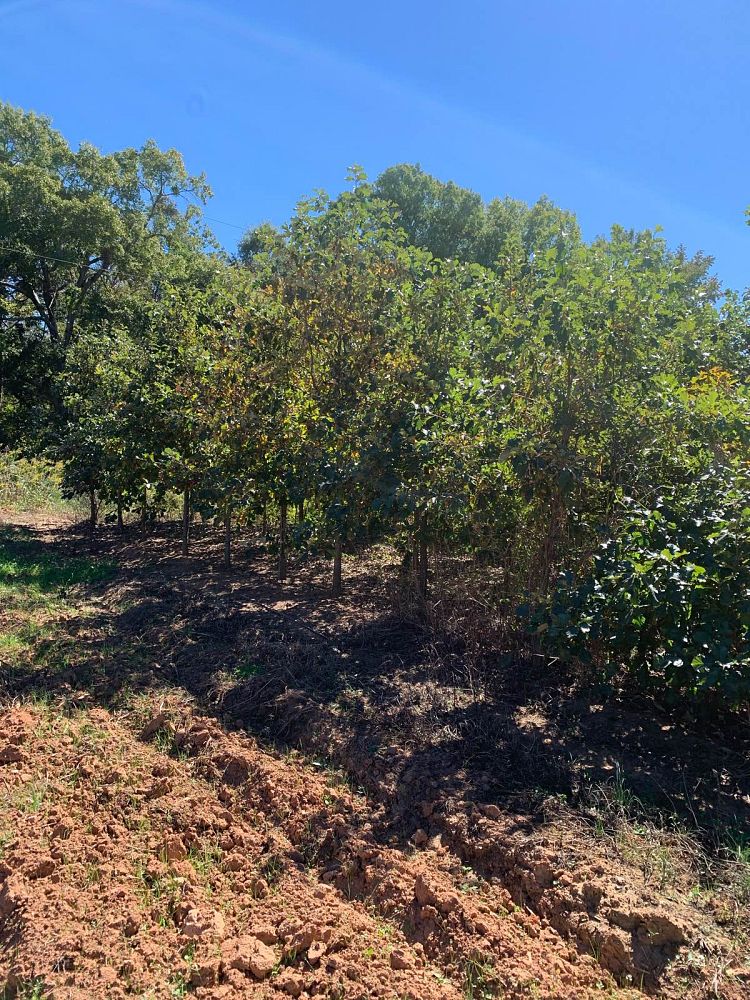 quercus-bicolor-swamp-white-oak