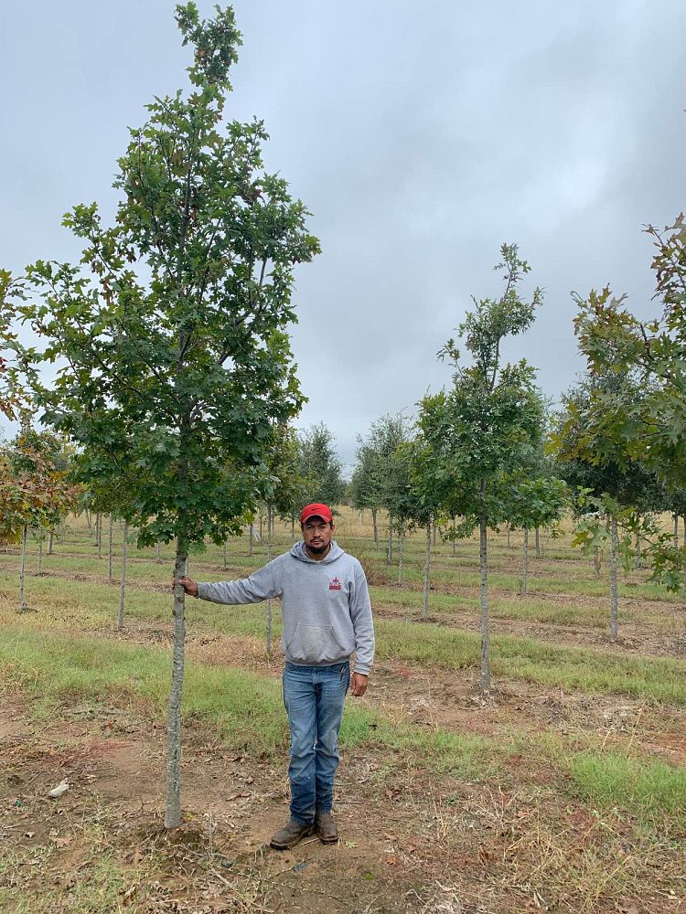 quercus-buckleyi-texas-red-oak