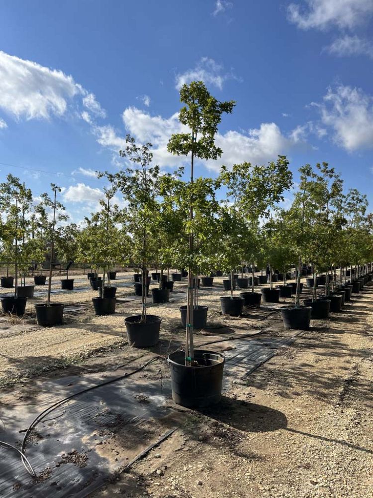 quercus-buckleyi-texas-red-oak