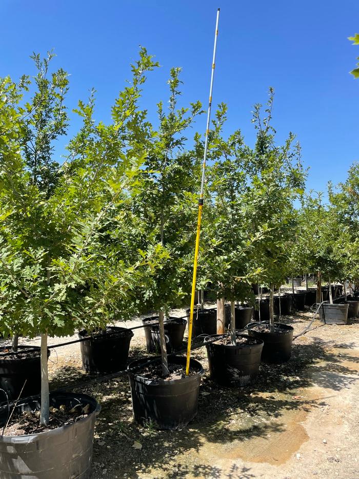 quercus-buckleyi-texas-red-oak