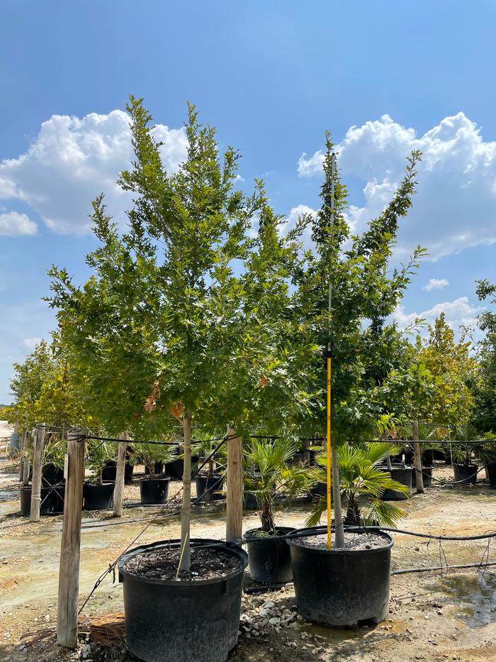 quercus-buckleyi-texas-red-oak