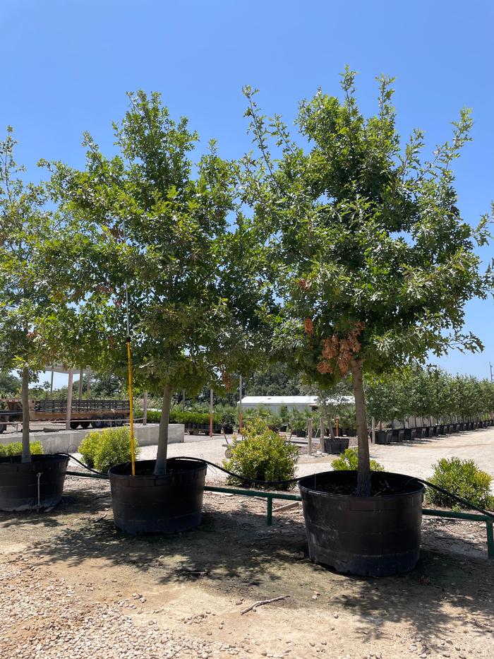 quercus-buckleyi-texas-red-oak