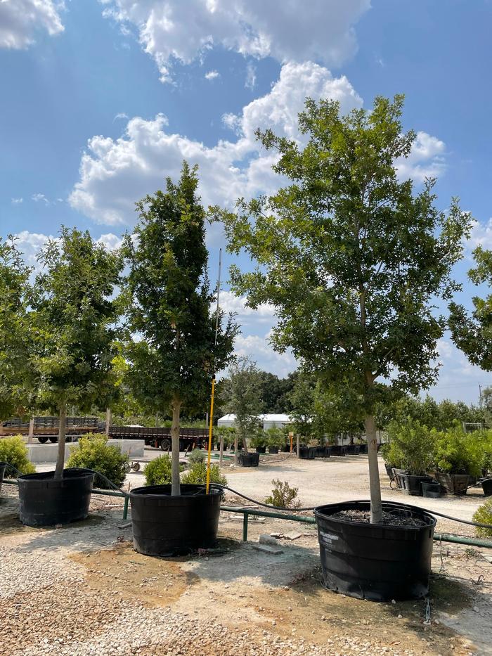 quercus-buckleyi-texas-red-oak