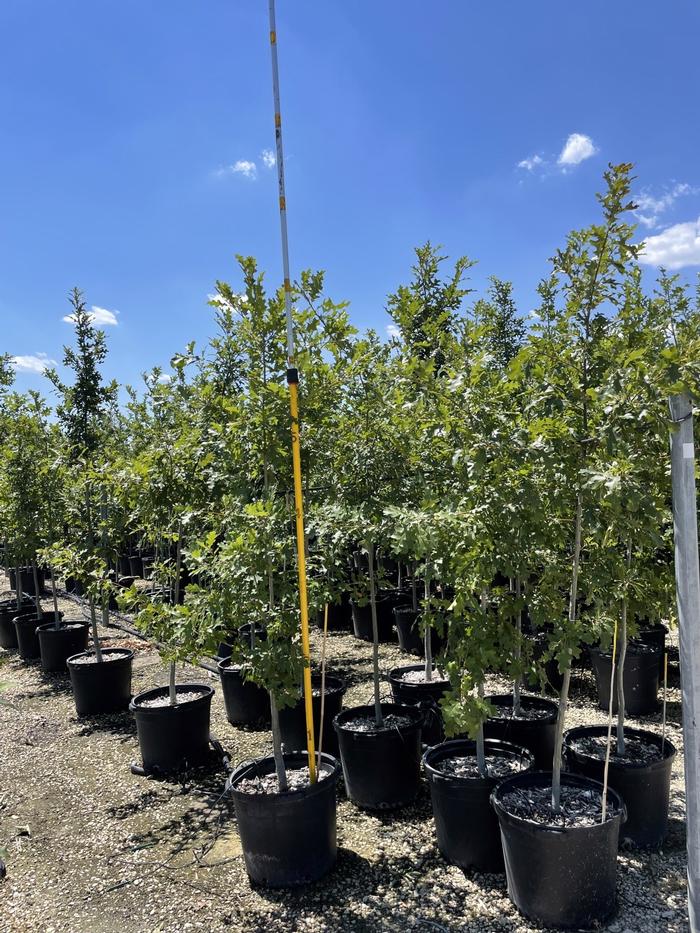 quercus-buckleyi-texas-red-oak