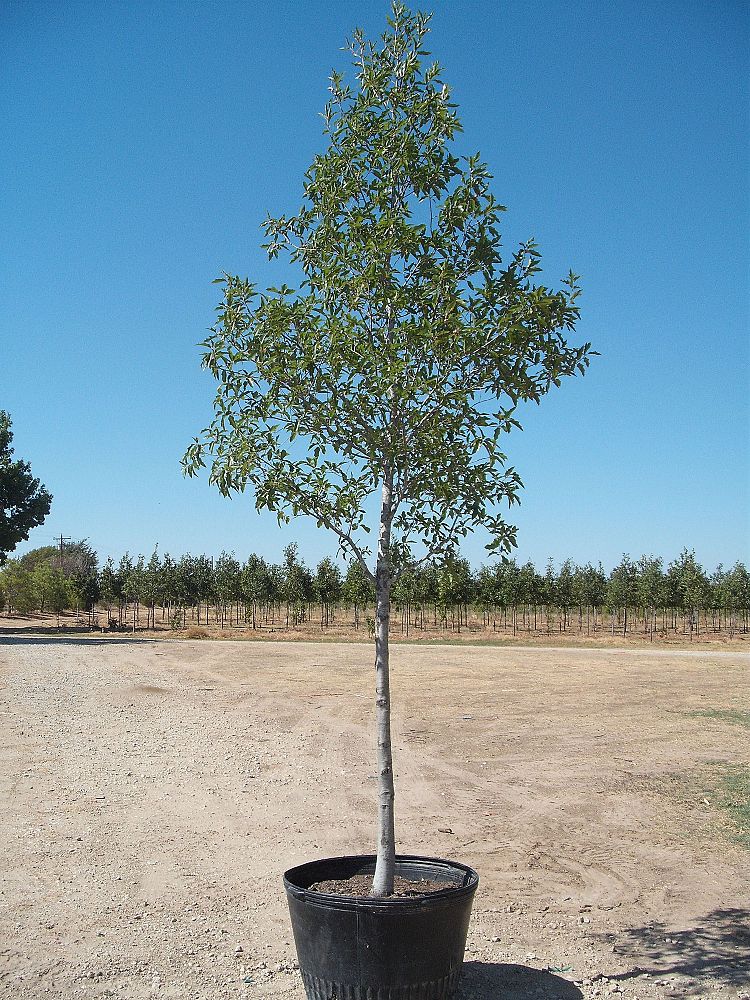 quercus-canbyi-canby-oak