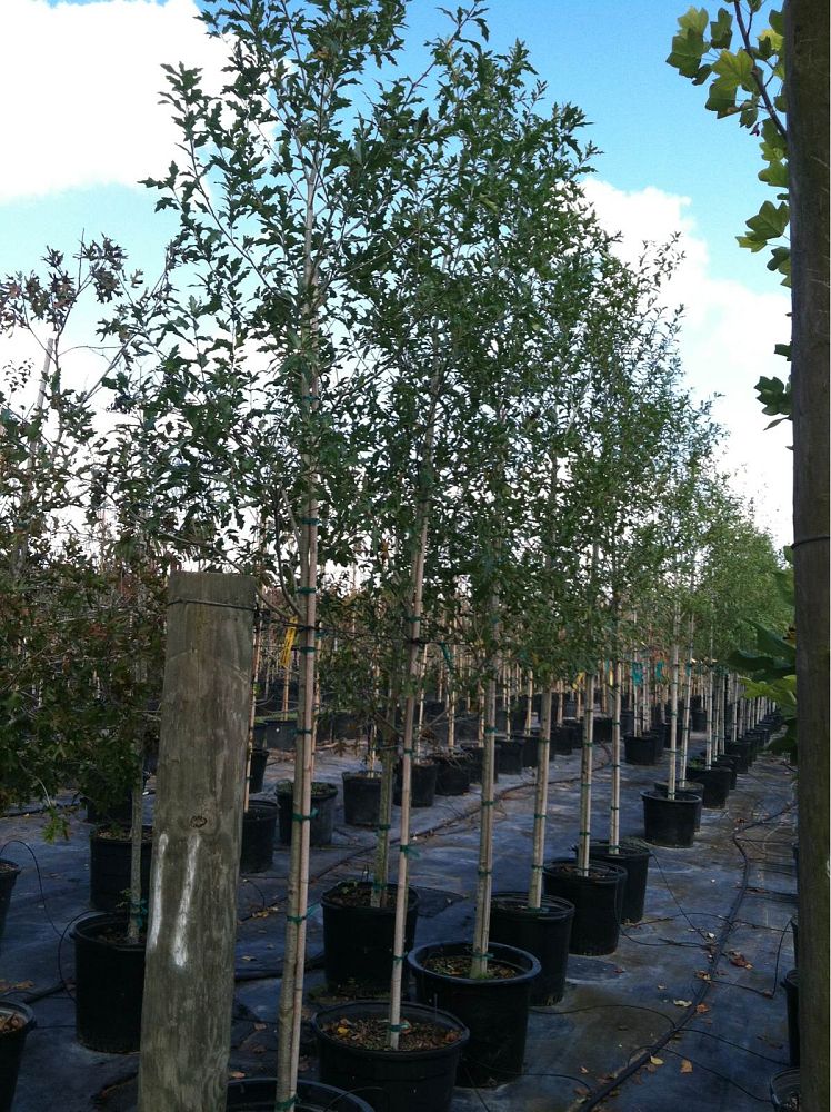 quercus-canbyi-canby-oak