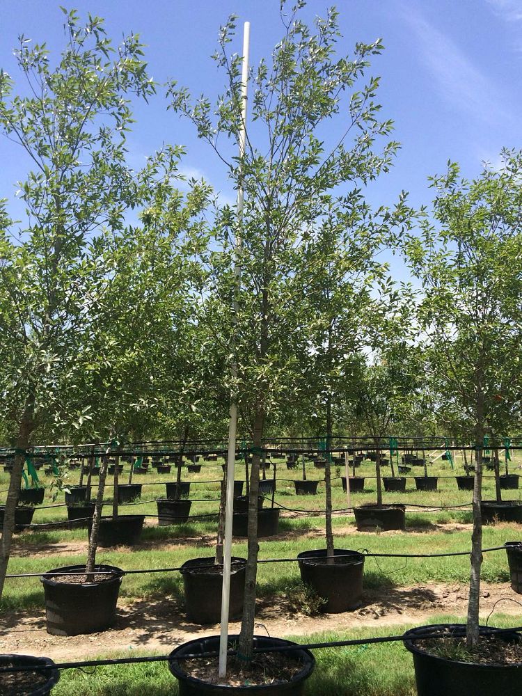 quercus-canbyi-canby-oak
