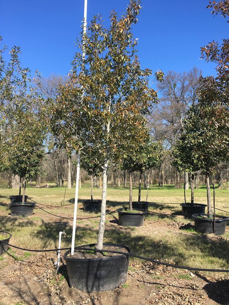 quercus-canbyi-canby-oak