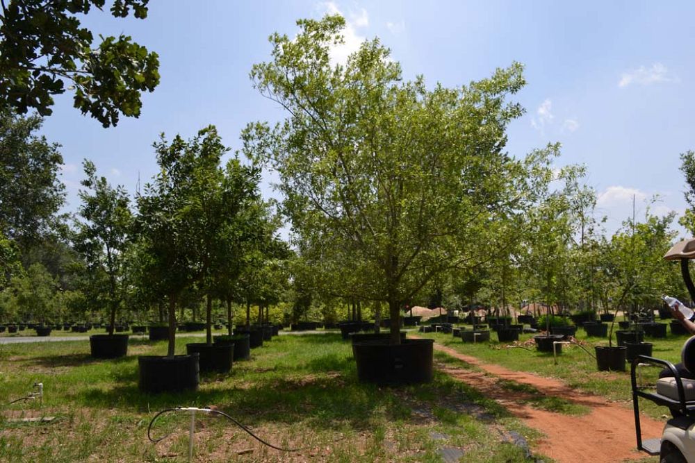 quercus-canbyi-canby-oak