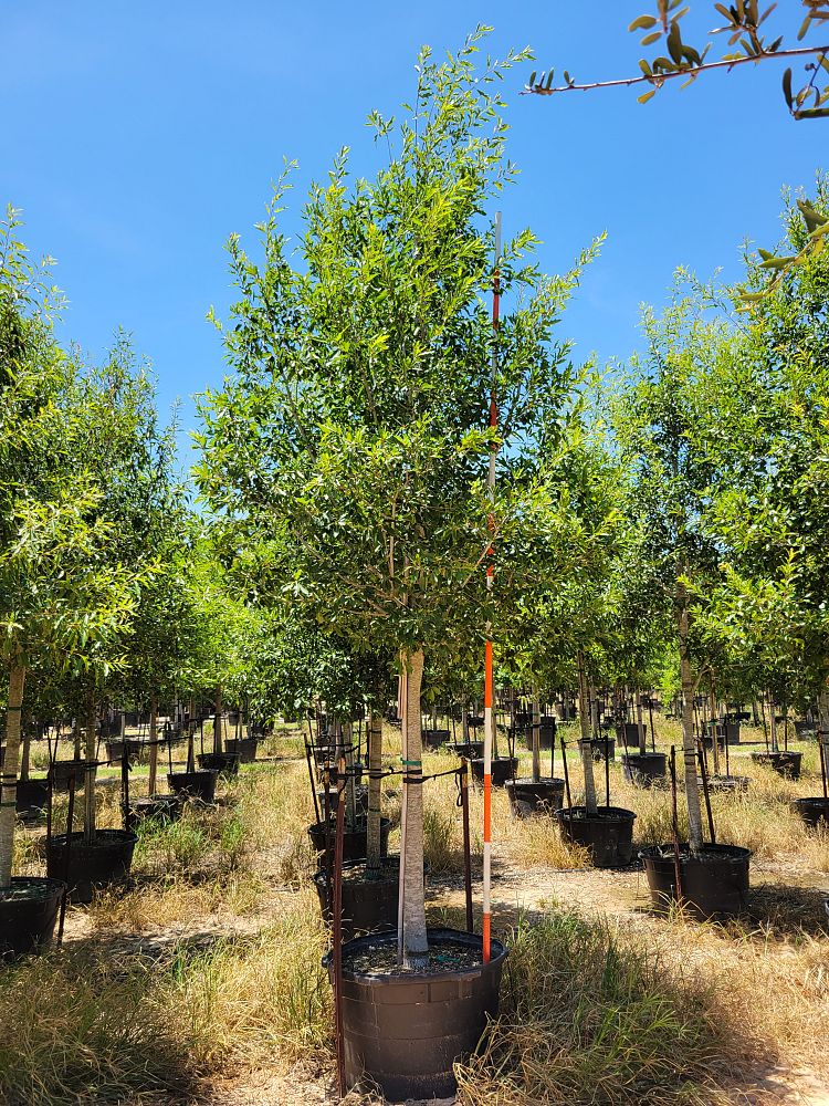 quercus-canbyi-canby-oak