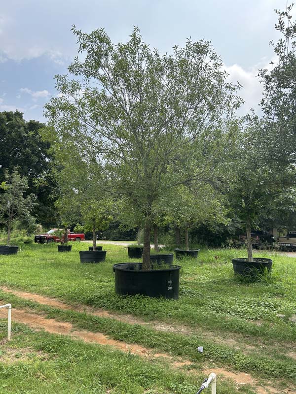 quercus-canbyi-canby-oak