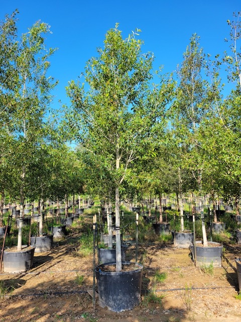 quercus-canbyi-canby-oak