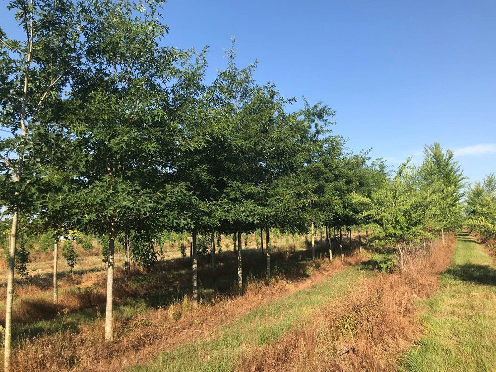quercus-coccinea-scarlet-oak-tree