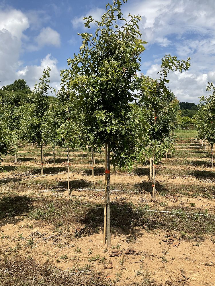 quercus-coccinea-scarlet-oak-tree