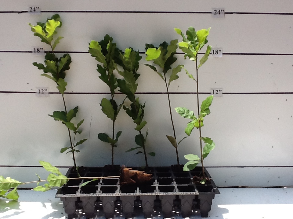 gallery - rennerwood