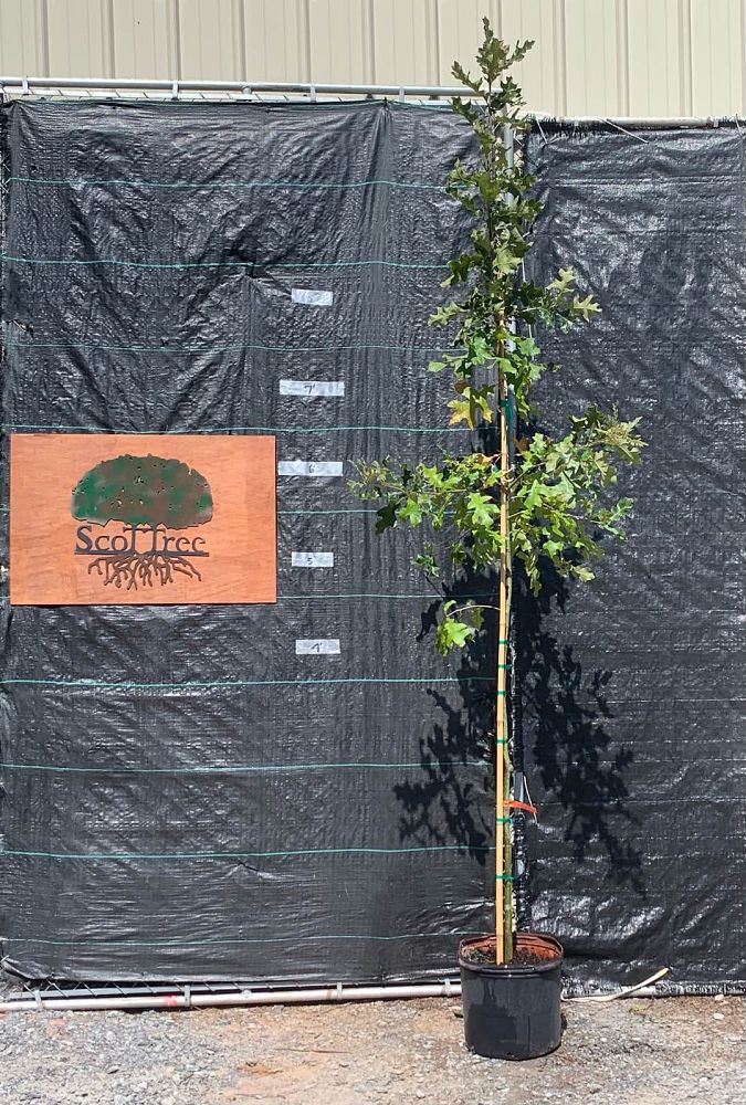 quercus-falcata-pagodifolia-cherrybark-oak