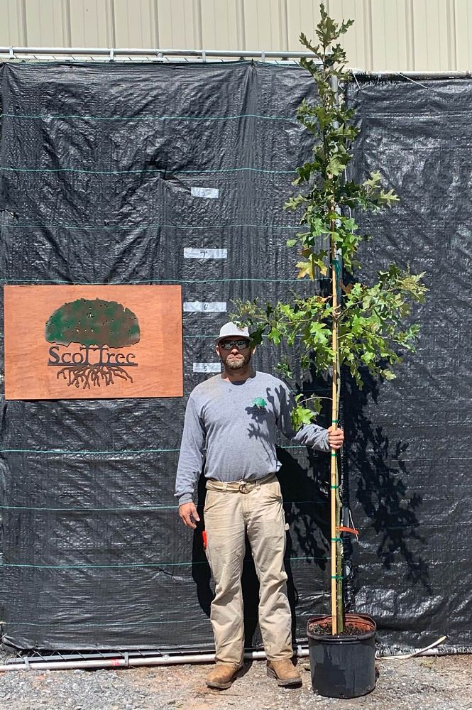 quercus-falcata-pagodifolia-cherrybark-oak