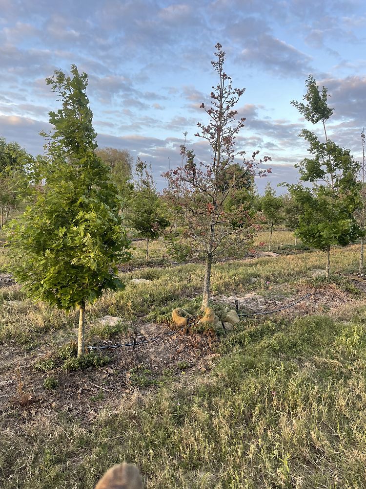 quercus-falcata-southern-red-oak