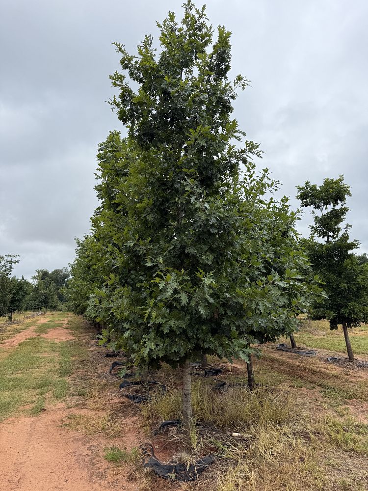 quercus-falcata-southern-red-oak