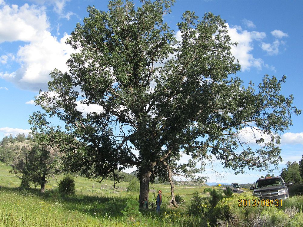 quercus-gambelii-gila-monster-gambel-oak-gila-monster