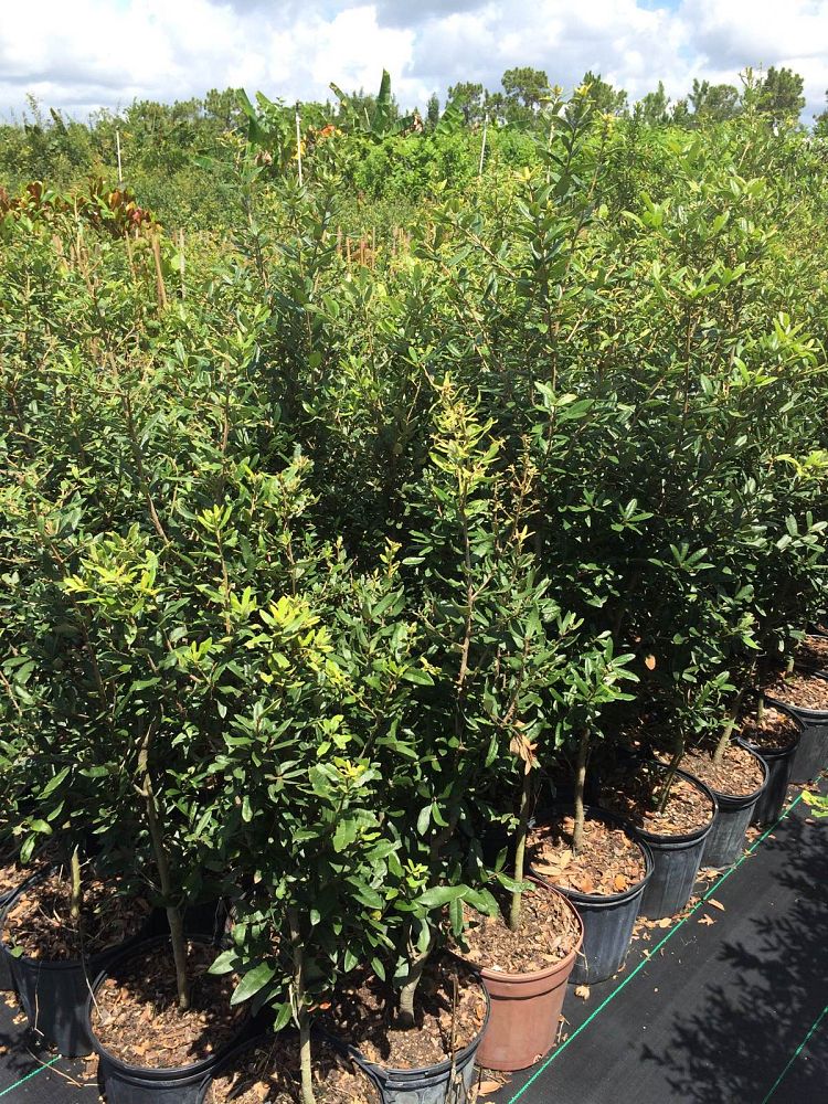 quercus-geminata-sand-live-oak