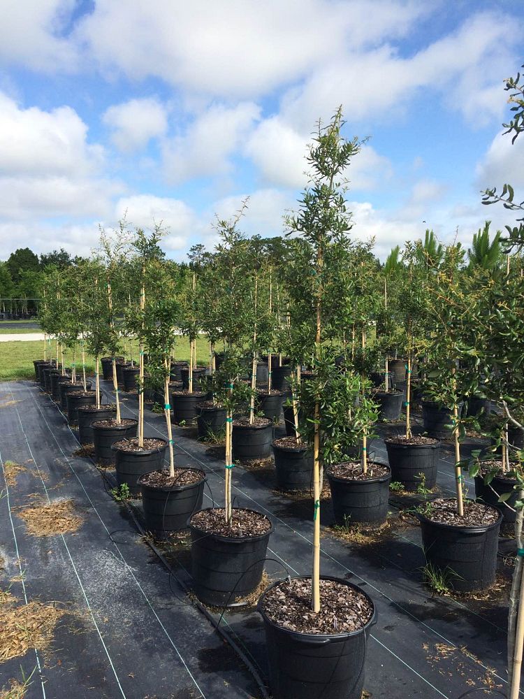 quercus-geminata-sand-live-oak