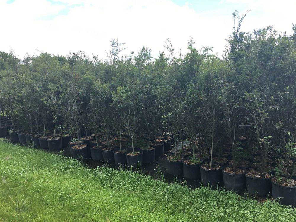 quercus-geminata-sand-live-oak
