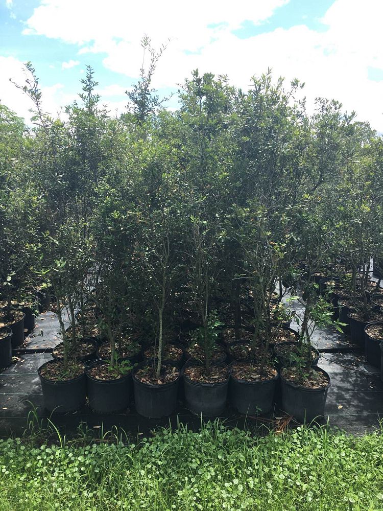 quercus-geminata-sand-live-oak