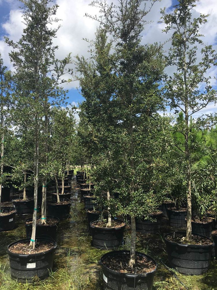 quercus-geminata-sand-live-oak