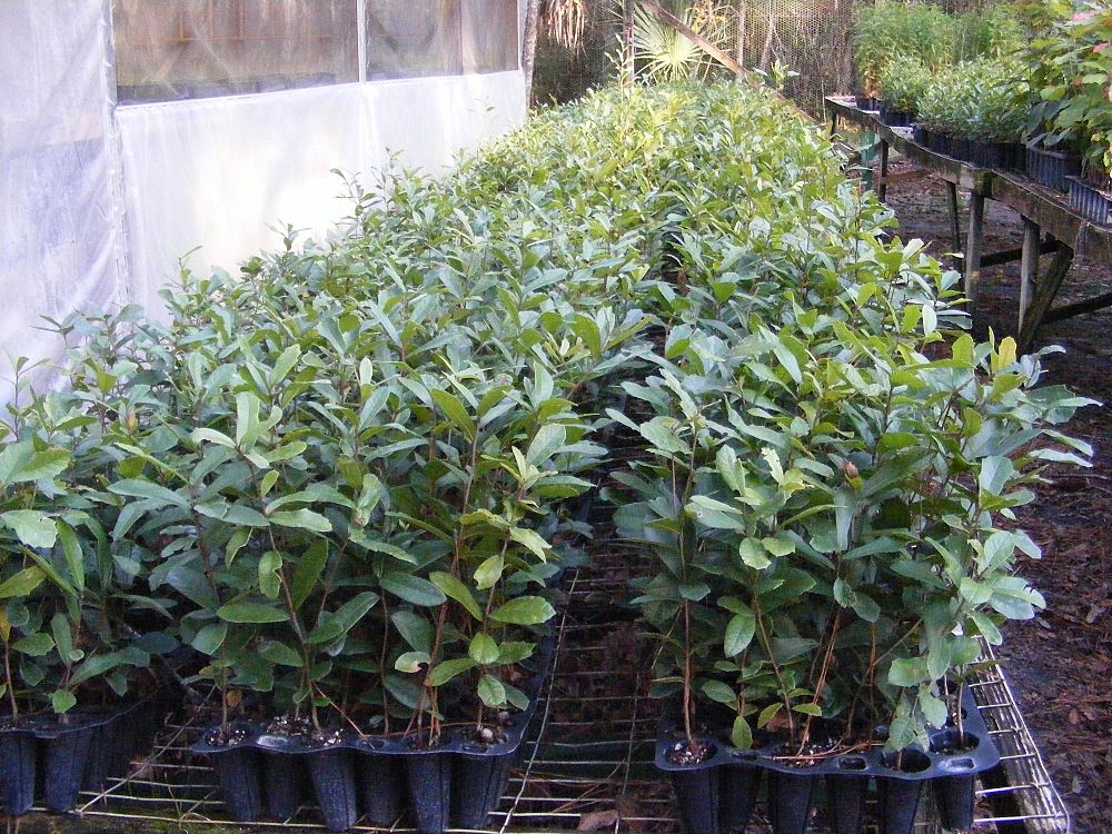 quercus-geminata-sand-live-oak
