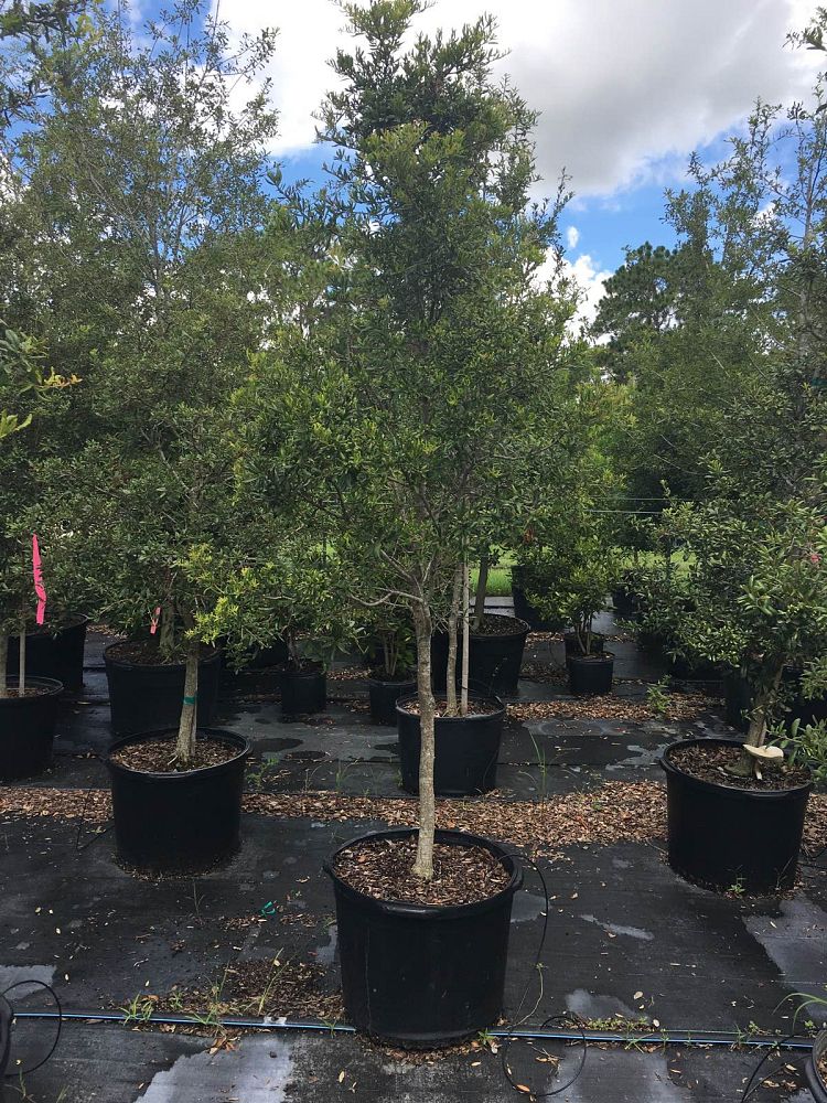 quercus-geminata-sand-live-oak
