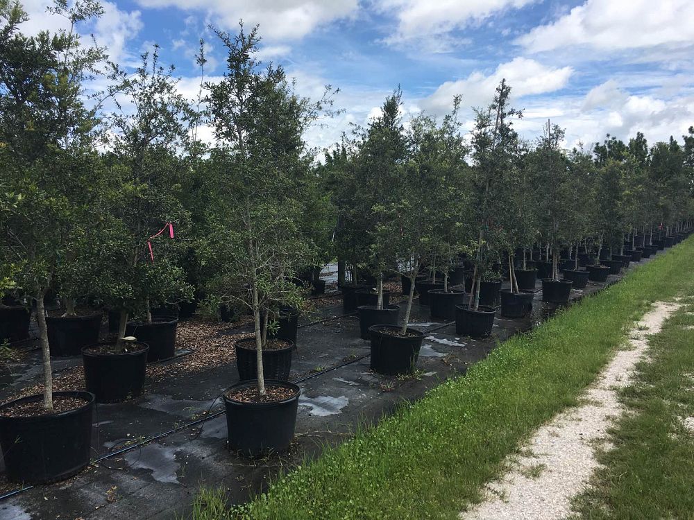 quercus-geminata-sand-live-oak