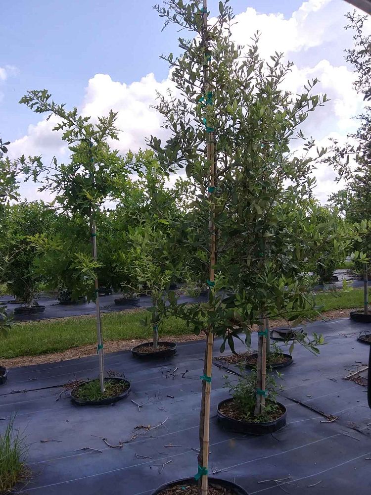 quercus-geminata-sand-live-oak