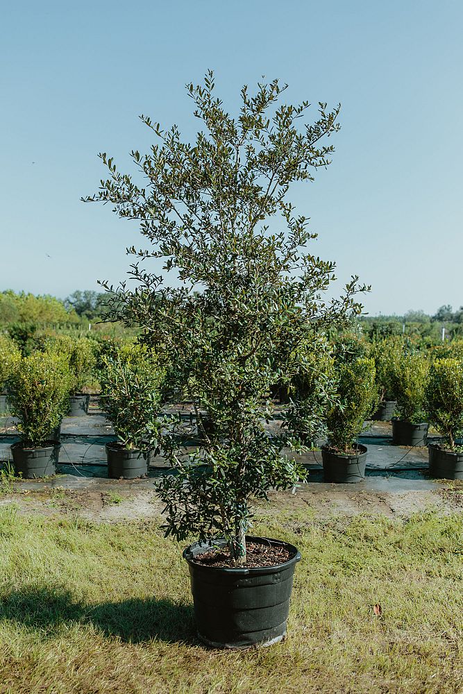 quercus-geminata-sand-live-oak