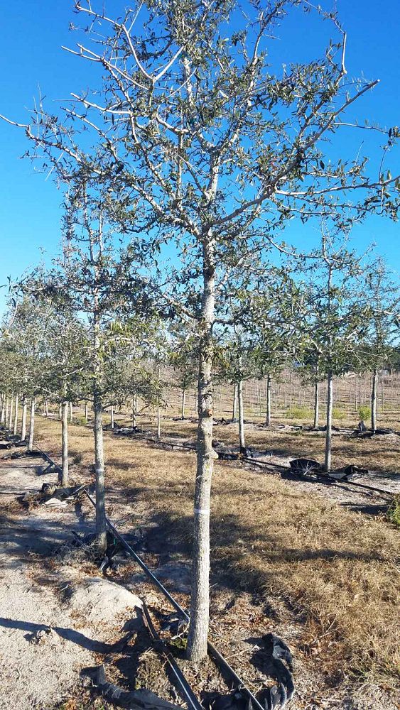 quercus-geminata-sand-live-oak