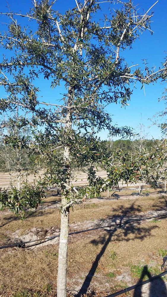 quercus-geminata-sand-live-oak