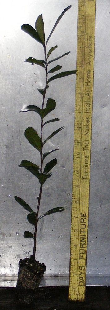 quercus-geminata-sand-live-oak