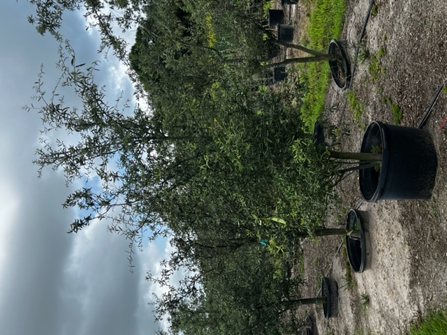 quercus-geminata-sand-live-oak