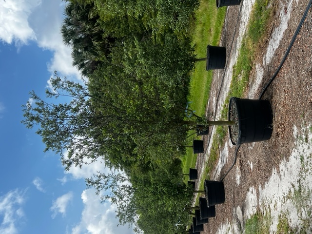 quercus-geminata-sand-live-oak