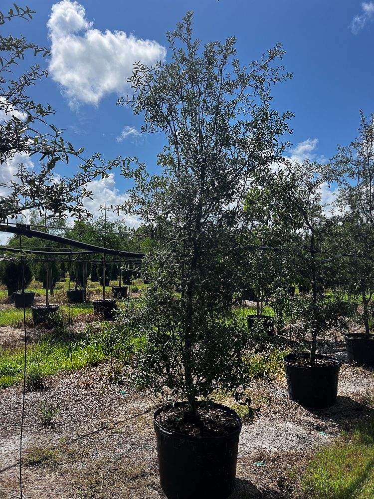 quercus-geminata-sand-live-oak