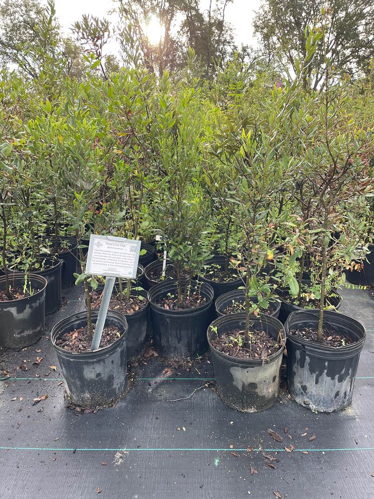quercus-geminata-sand-live-oak