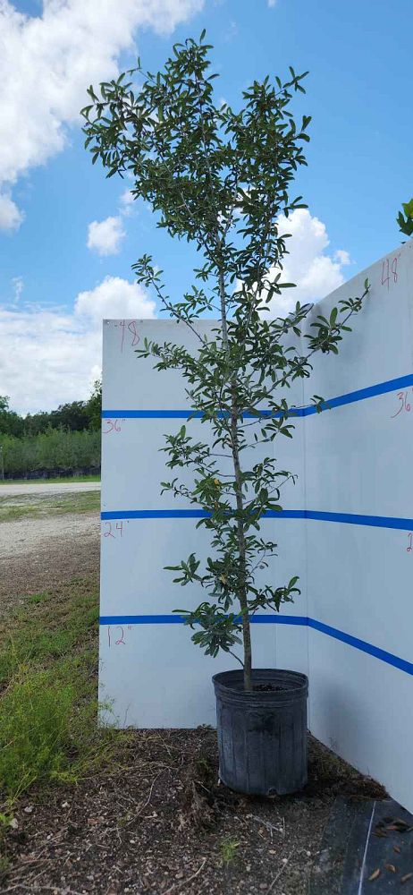 quercus-geminata-sand-live-oak