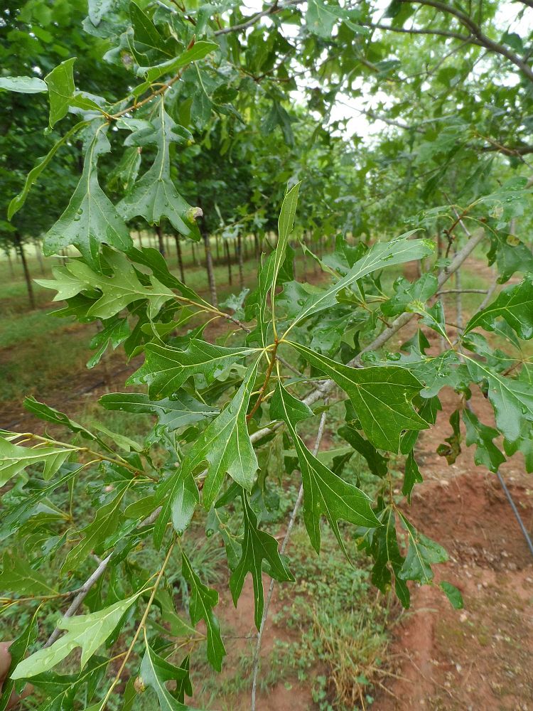 quercus-georgiana-jaybird-georgia-oak-stone-mountain-oak